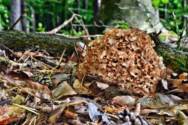 버섯인 라시스 크리스파는 가을에 숲에서 자란다 — 스톡 사진