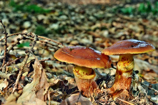 Champignon Suillus Grevillei Comestible Dans Forêt — Photo