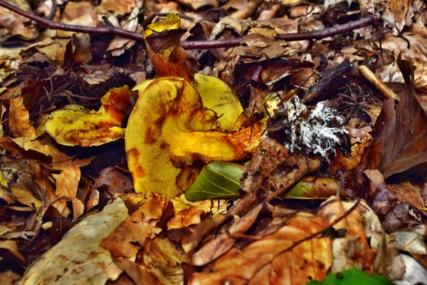 Гриб Съедобный Suillus Grevillei Лесу — стоковое фото