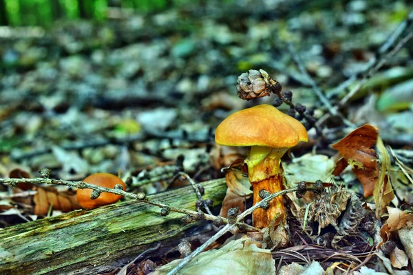 Μανιτάρι Βρώσιμο Suillus Grevillei Στο Δάσος — Φωτογραφία Αρχείου