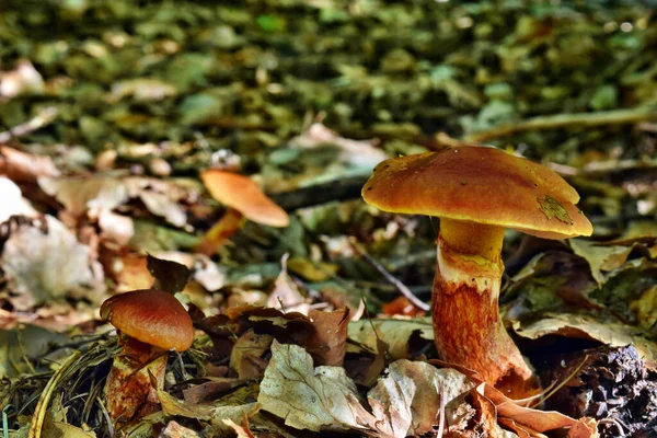 Cogumelo Comestível Suillus Grevillei Floresta — Fotografia de Stock