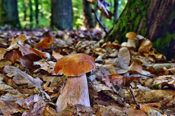 Boletus Edulis Jadalne Grzyby Rośnie Lesie — Zdjęcie stockowe