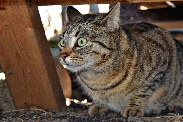 Μεγάλη Οικιακή Γάτα Παρόμοια Την Άγρια Γάτα Πιθανή Απόγονος Felis — Φωτογραφία Αρχείου