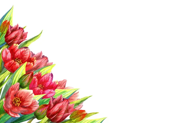 Tulipanes acuarela, banner postal cartel ilustración en blanco para el diseño de flores rojas — Foto de Stock