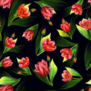 Suluboya lale, devriye. Siyah arkaplanda parlak kırmızı bir çiçek.