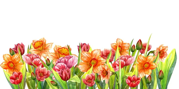 Акварельные тюльпаны и нарциссы. Акварельная иллюстрация весенних цветов. — стоковое фото