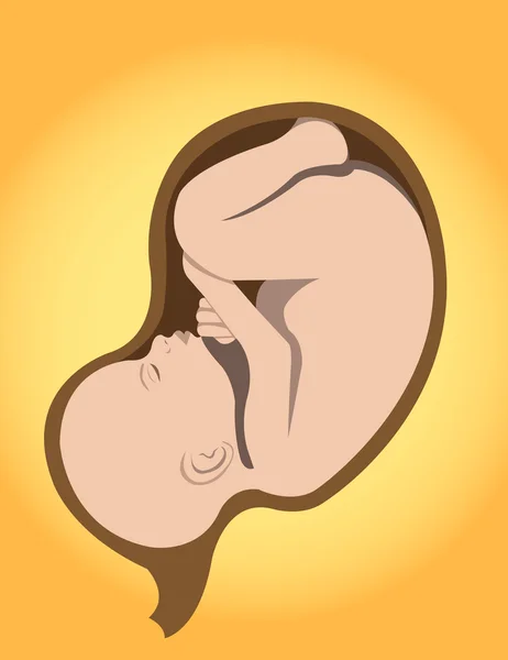 Fœtus — Image vectorielle