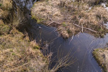 Bahar günü bataklıkta yüzen ördeğin drone görüntüsü.
