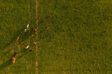 Yaz akşamları çayır ve ineklerin drone fotoğrafçılığı