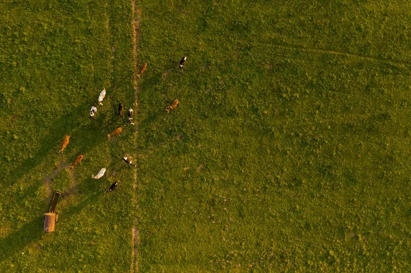 Yaz akşamları çayır ve ineklerin drone fotoğrafçılığı