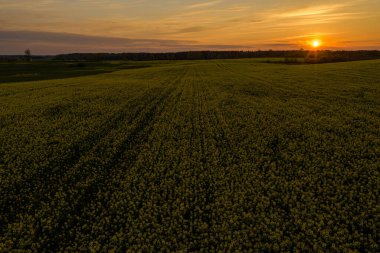 Yaz günbatımında kolza tarlasının drone fotoğrafçılığı