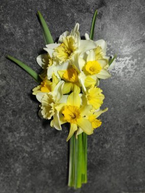 Gri beton arka planda güzel sarı nergisler