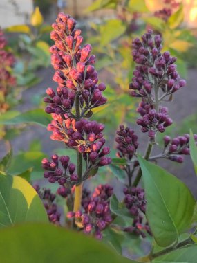 Çiçek açmadan önce leylak tomurcukları