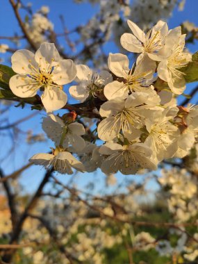 Bahar güneşli bir günde bahçede açan kiraz çiçekleri.