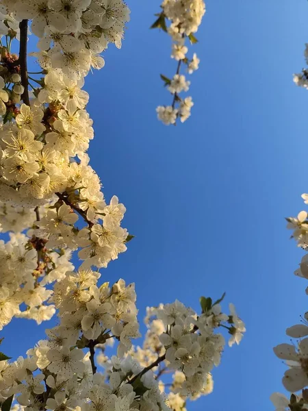 Schöne Blühende Frühlingsblumen — Stockfoto