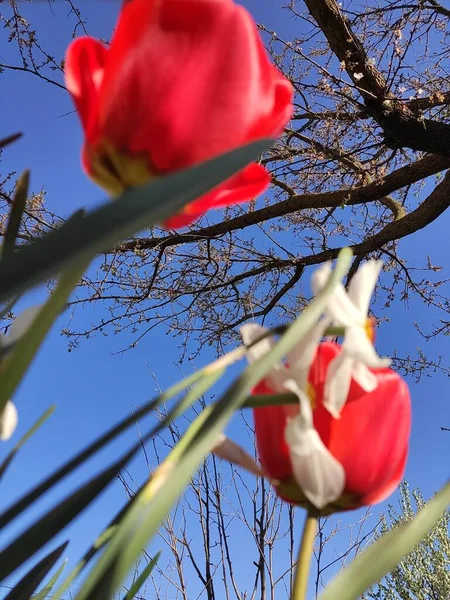 木の枝を背景にした赤いチューリップの花 — ストック写真