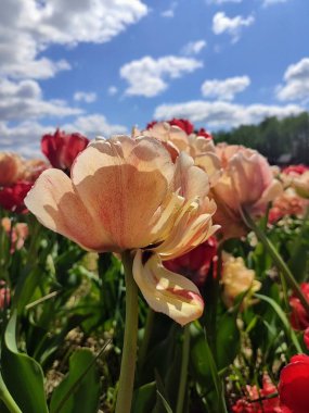 Ormanda sarı-turuncu laleler 
