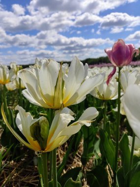 Beyaz lalelerin arka planında pembe bir lale