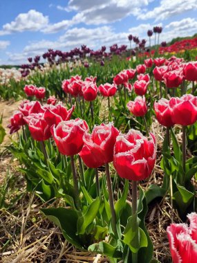 Lale tarlası ve mavi gökyüzü