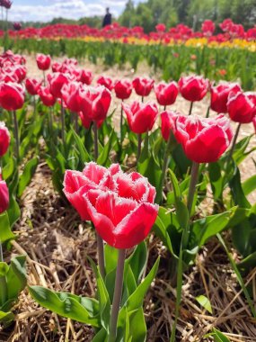 bahar bahçe içinde güzel laleler