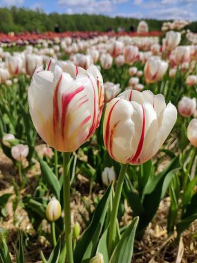 özel çizgili laleler