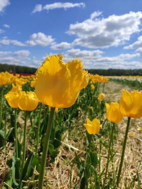 Çiçek tarlasında bahar günü