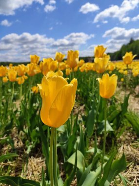 Ormandaki sarı laleler tarlası