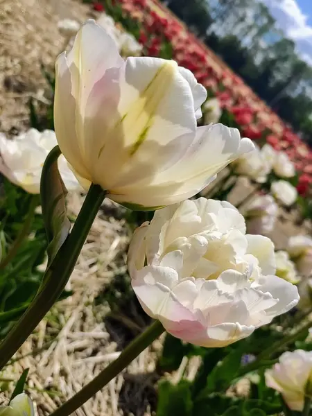 Hermosas Flores Blancas Jardín — Foto de Stock