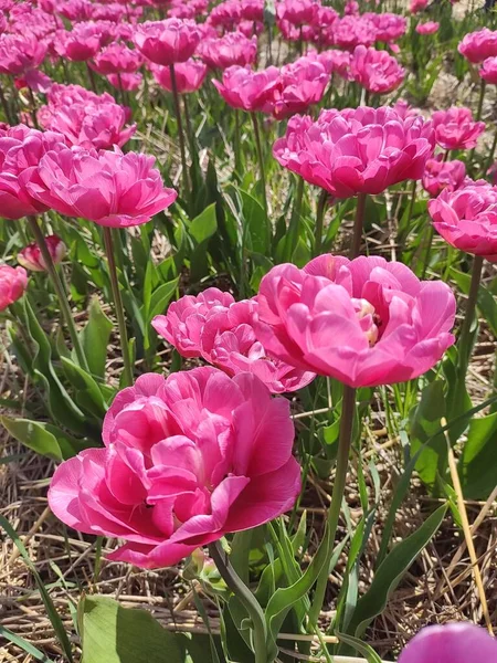 Colorful Tulips Flowers Background Nature — Stock Photo, Image