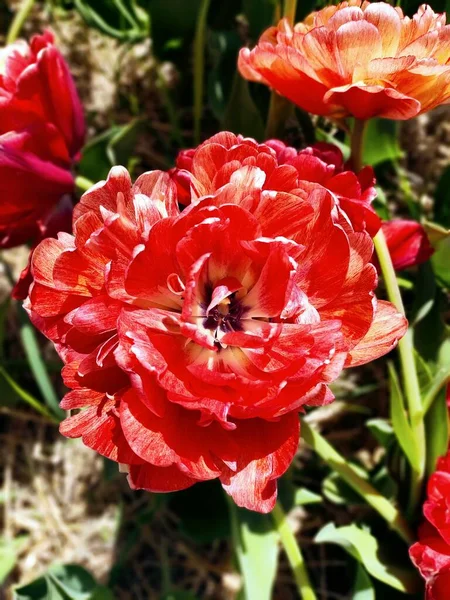 Beautyful Ref Tulip Unusual Shape — Foto de Stock