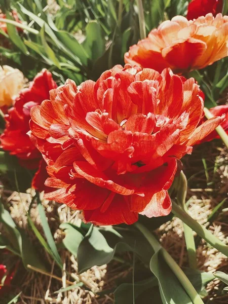 Beautyful Red Tulip Looks Rose — Stock Photo, Image