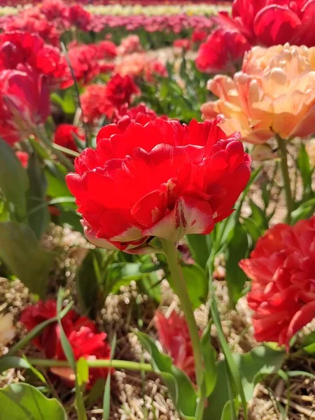 Unusual Red Tulip Garden — стоковое фото