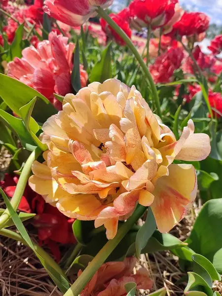 Primer Plano Hermosas Flores Flor — Foto de Stock