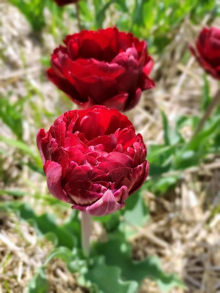 Vista Cerca Hermosos Tulipanes Rojos Jardín Verde — Foto de Stock