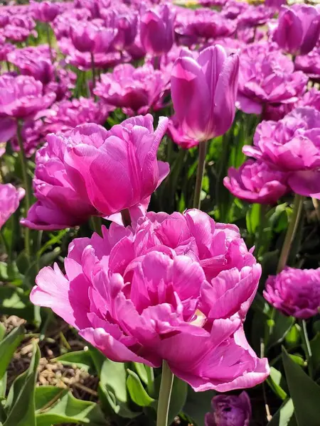 Beautiful Spring Flowers Background — Stock Photo, Image