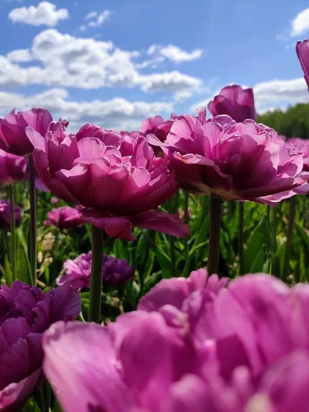 Beautiful Colorful Tulips Garden Spring Background — Foto de Stock