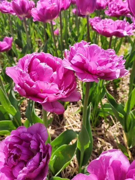Krásný Růžový Tulipán Zahradě — Stock fotografie