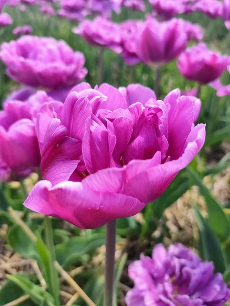 Pink Purple Tulip Exclusive Varieties — Stock Photo, Image