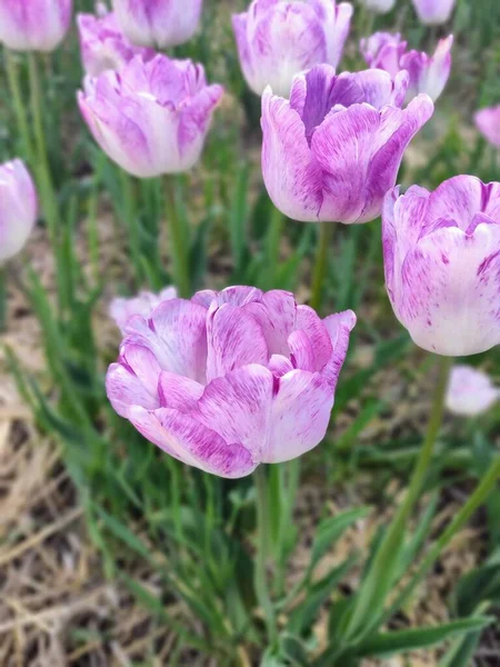 Delicate Purple White Tulips Garden — Foto de Stock