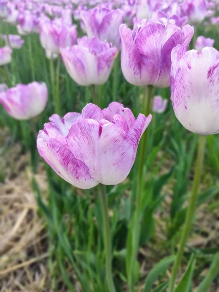 Delicate Purple White Tulips — Stock Photo, Image