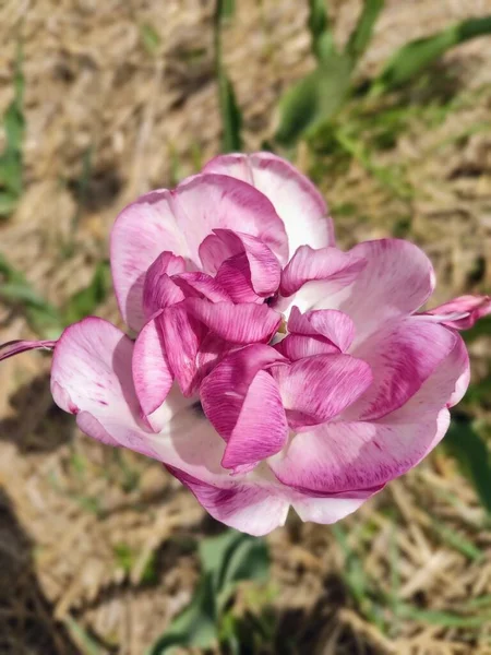 Forma Caprichoso Tulipa Rosa Branco Para Screensaver — Fotografia de Stock