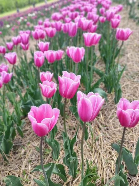 White Pink Tulips Gray Background — Stock Photo, Image