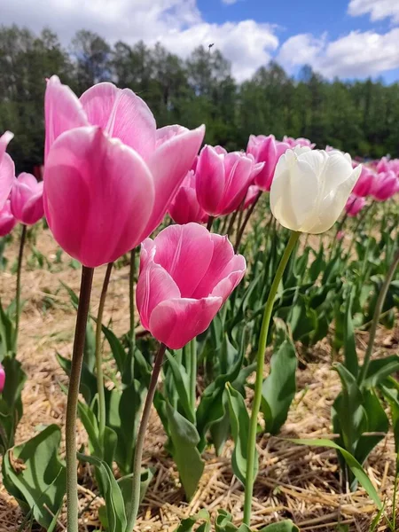 White Tulip Pink Flowers — Foto de Stock