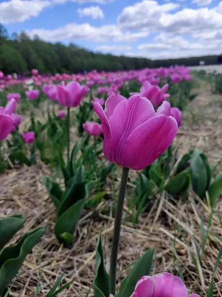 Bahçede mor laleler