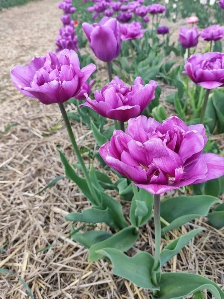 Adorable Purple Tulips Terry Flowers — Foto de Stock