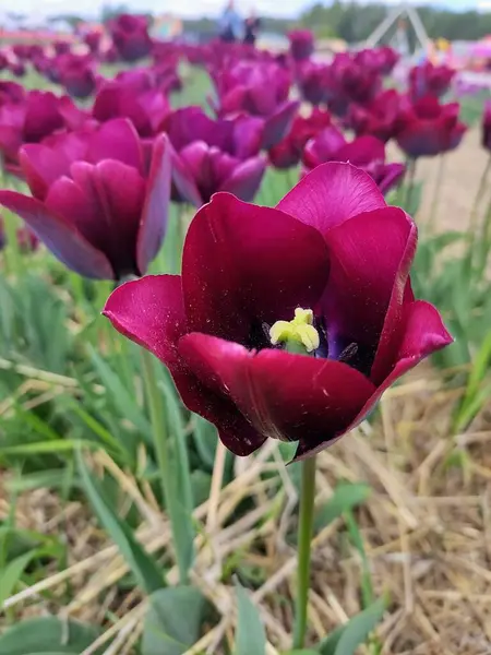 Flor Tulipán Rosa Jardín — Foto de Stock
