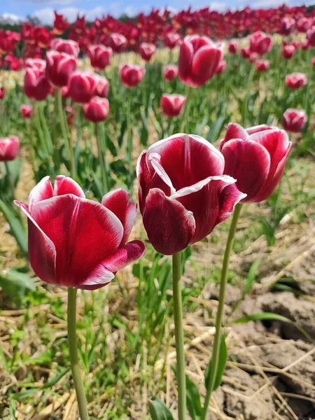 Tulip Field Pink White Tulips — Stock Photo, Image