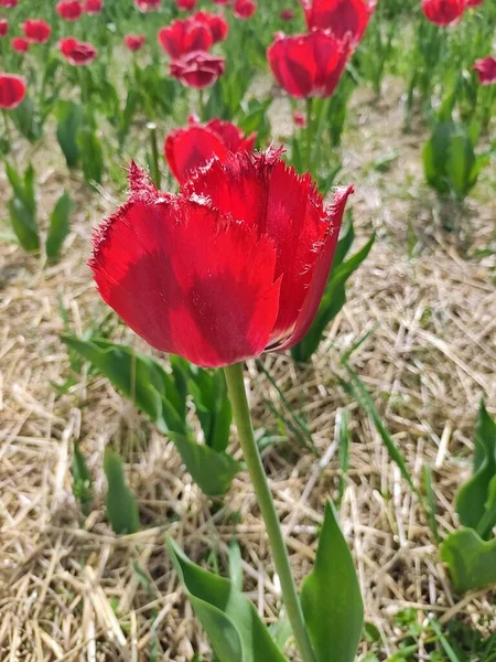 Zbliżenie Ujęcia Czerwonego Tulipana — Zdjęcie stockowe