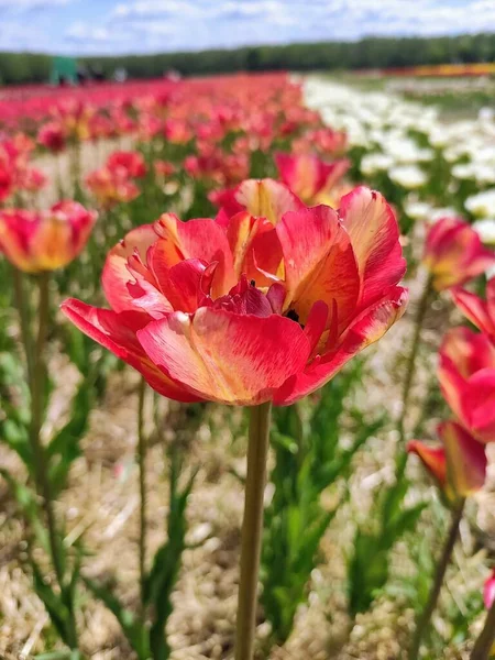 Beautiful Tulips Growing Garden — Stock Photo, Image