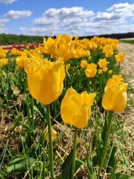 Güneşli bir tarlada parlak sarı laleler
